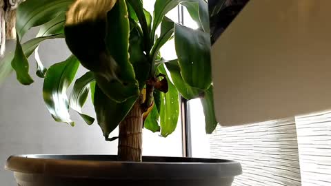 Alex  Dani online show from January 11, 9:25 pm