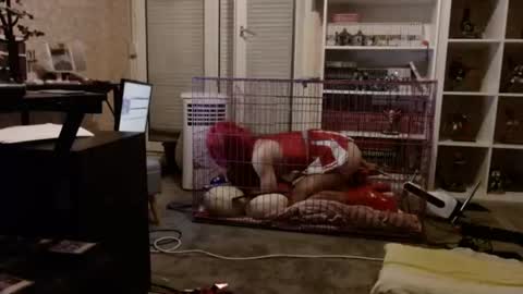 alexas_owned_bitch online show from July 2, 11:22 pm