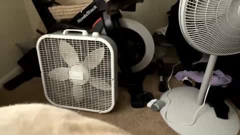 bdavid4200 online show from January 24, 8:43 pm