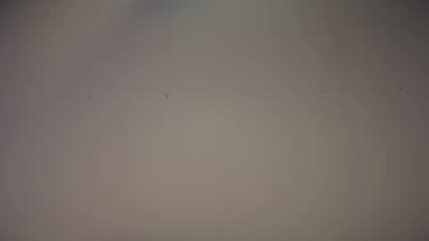 Biff Beaverhousen online show from November 1, 11:36 am