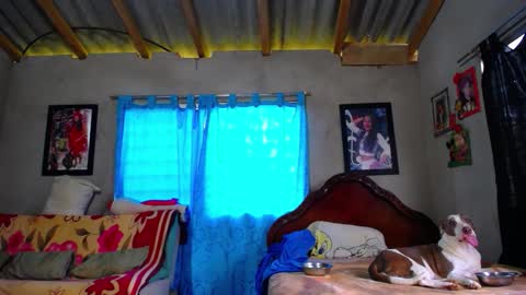 Black Panther online show from December 18, 1:29 pm