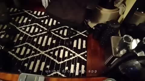 Blackjag00 online show from February 18, 6:15 am