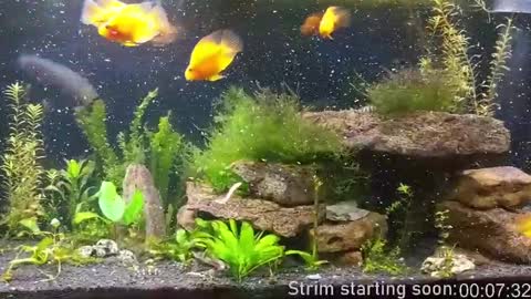 Booker Baxton online show from March 1, 4:04 am