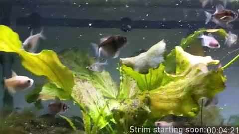 Booker Baxton online show from November 18, 4:05 am