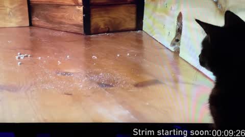 Booker Baxton online show from December 14, 4:01 am