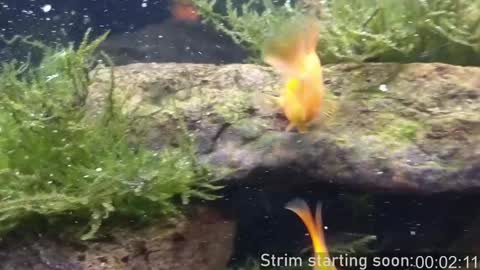 Booker Baxton online show from January 18, 4:08 am