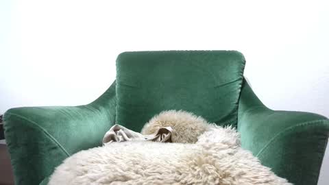 Calioppe 10 online show from February 13, 10:42 am