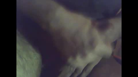 cobra1092 online show from February 1, 12:59 pm