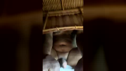 cockspitting online show from April 1, 3:09 pm