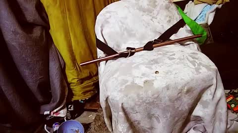 dandeb online show from November 27, 12:09 pm