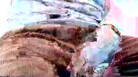 Dive Deep online show from December 15, 5:04 am