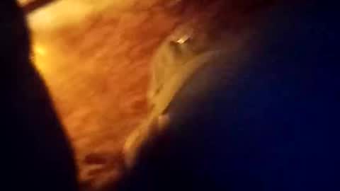 Dickbowen online show from January 9, 9:16 am