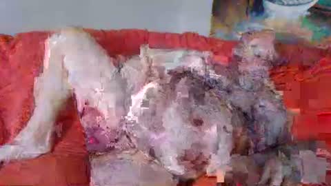 dildoking1a online show from April 12, 4:30 pm