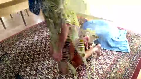 Alfredo online show from January 23, 11:26 am