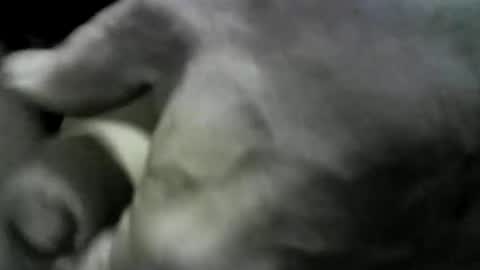 felicaste online show from October 3, 12:54 pm