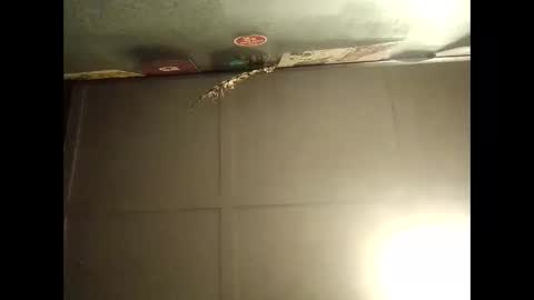 Warwick online show from October 11, 9:02 am