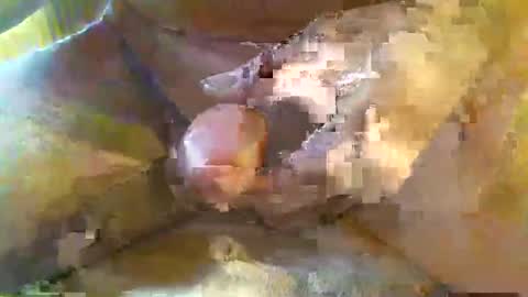 girafsnoop online show from March 14, 9:38 am