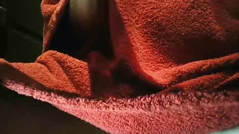 grapefruit online show from March 1, 9:59 pm