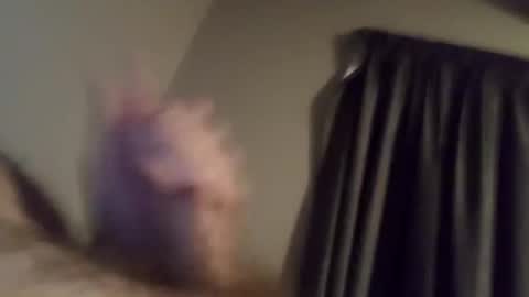 h_rd333 online show from February 13, 9:30 am