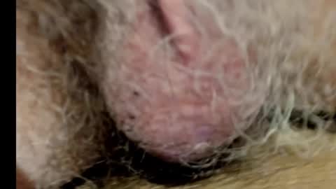 harry_banana online show from March 6, 11:09 pm