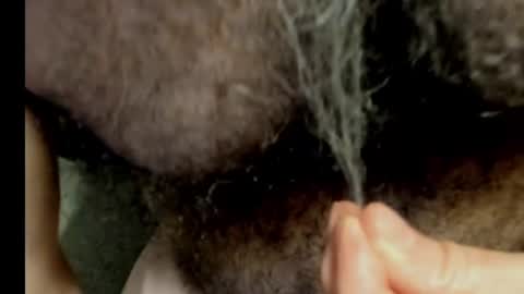 harry_banana online show from December 30, 11:06 pm