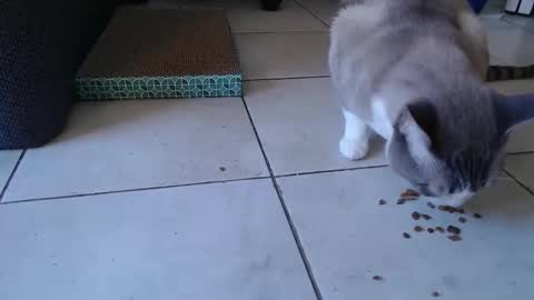 Mase online show from April 1, 11:24 pm