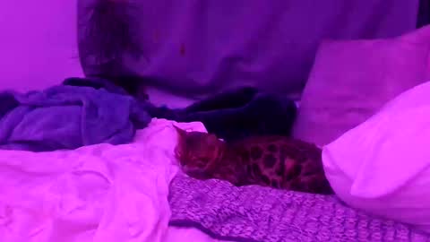 jwolf11851725 online show from October 25, 8:27 am