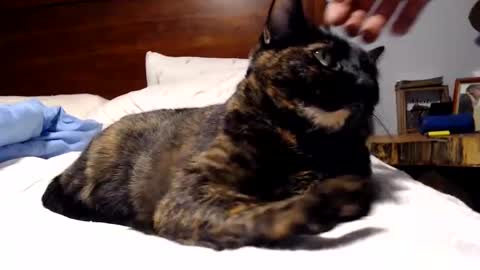 Lance online show from October 1, 11:41 pm