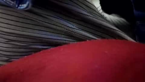 lechebizvm online show from April 5, 1:03 am