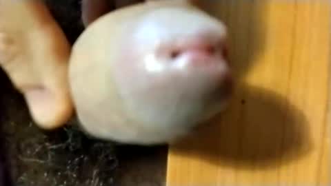 Max online show from December 20, 10:11 am