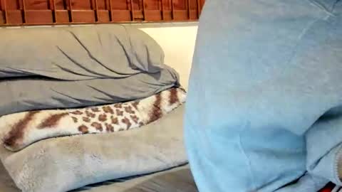 DigBreed online show from October 8, 11:20 pm