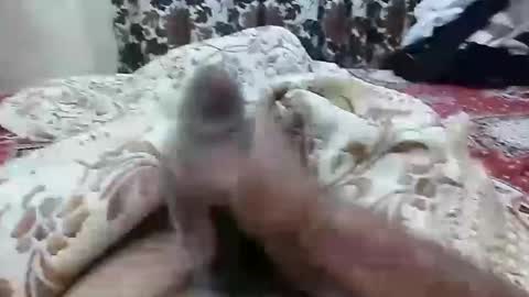 sim  nib online show from December 7, 9:22 pm