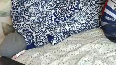 OGDigBick online show from December 17, 2:44 pm