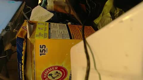 Pisanobear Daddy loose open HairyHole poppers toys online show from February 7, 10:15 pm