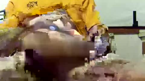 scoutiii online show from March 10, 10:39 am