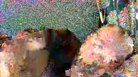 srekos38 online show from December 25, 11:00 am