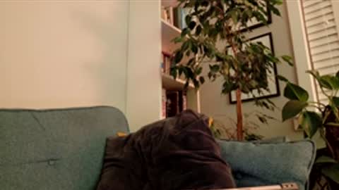 steedmont online show from March 14, 9:33 pm