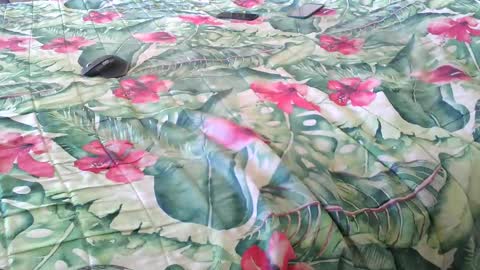 Rocco-load online show from April 3, 10:56 am