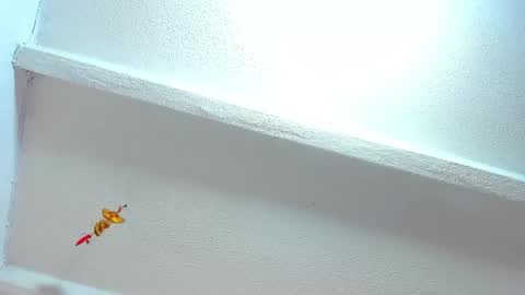 Tafari Zulu online show from February 25, 3:07 am