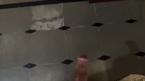 telugu_dick_hyd online show from January 13, 10:36 pm