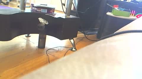 Tigratof online show from January 4, 11:11 am