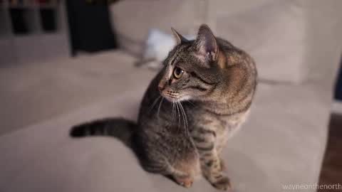 waynenorth online show from September 25, 4:17 pm