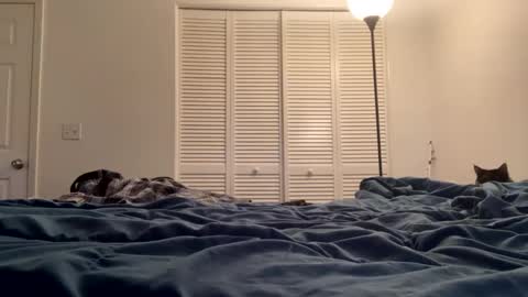 weedwacker43 online show from February 20, 10:15 pm