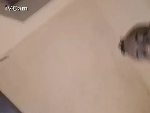 royblackbigpvt online show from November 22, 7:35 pm