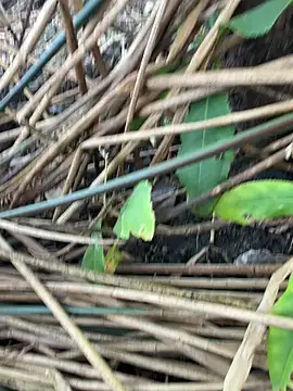 Snapshot of Yurt000 chatting on September 11, 3:16 am Yurt000 online show from September 11, 3:16 am