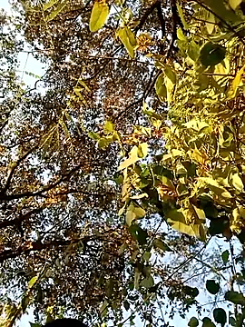 JrCXXIV online show from January 8, 11:10 pm