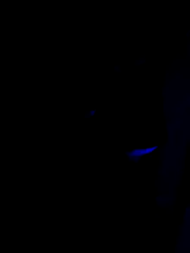 McdyllanXX online show from January 17, 11:00 pm