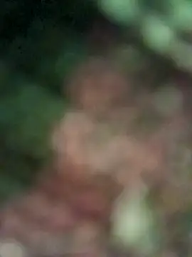 Shubu 76 online show from May 29, 4:17 pm