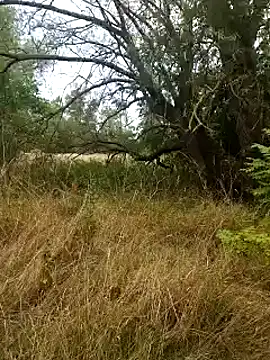 Snapshot of nataliecdlive chatting on September 13, 1:34 pm nataliecdlive online show from September 13, 1:34 pm