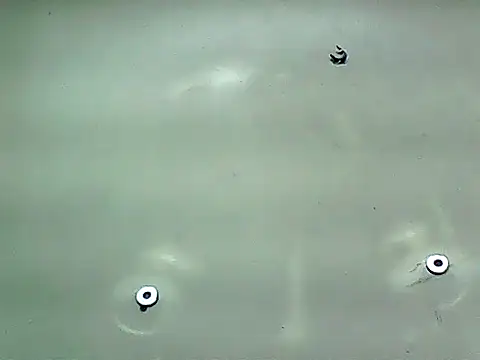 20cmloiro online show from January 8, 5:45 am